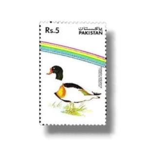 1992 PK895 Water Birds Common Shelduck