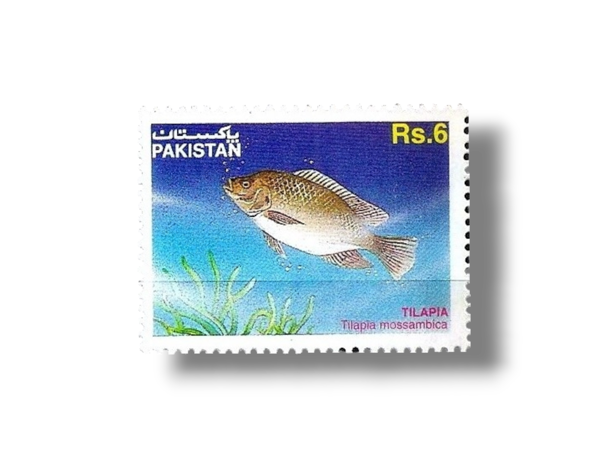 1995 PK964 Mozambique Tilapia Tilapia mossambica