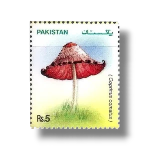 2005 PK1303 Mushrooms