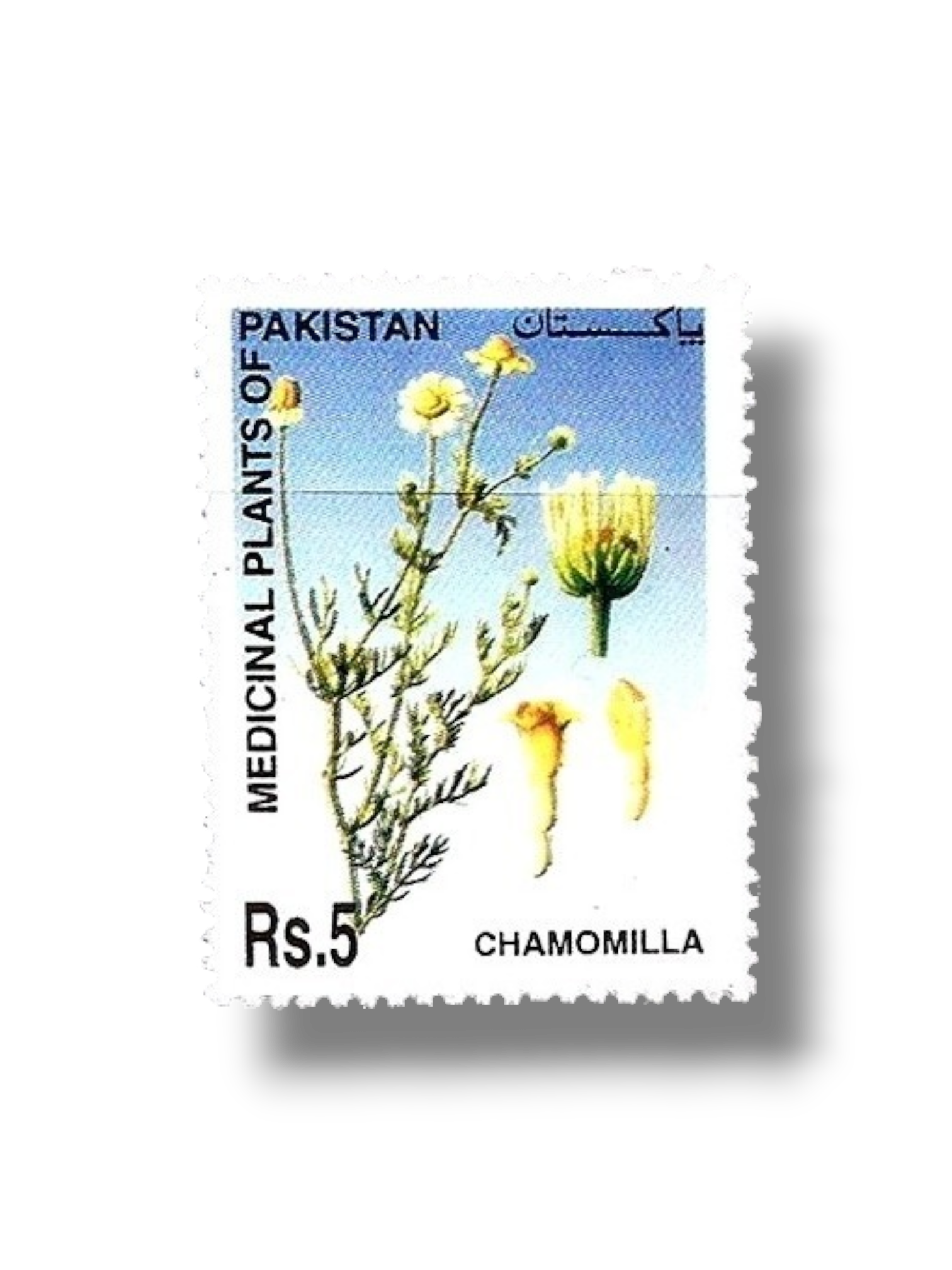 2006 Pk1334 Medicinal Plants of Pakistan Chamomilla