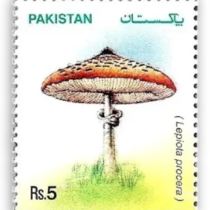 Lepiota procera Mushrooms